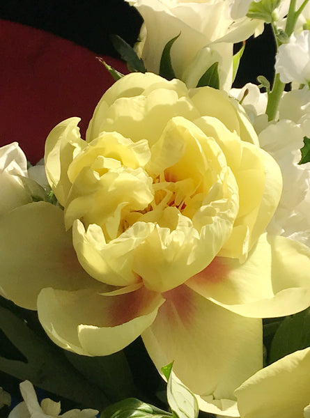 Imported Peonies - VineLily Moments