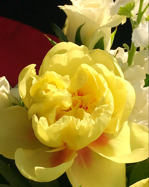 Imported Peonies - VineLily Moments