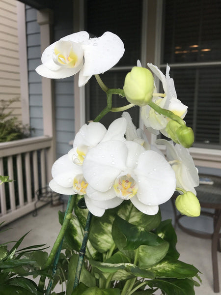 Family of a Different Kind - Royal Bounty Collection - VineLily Moments