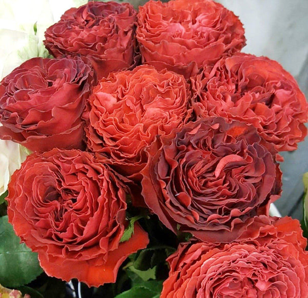 Samarcanda Roses from the Royal Bounty Collection - VineLily Moments